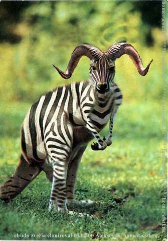 ExZebra