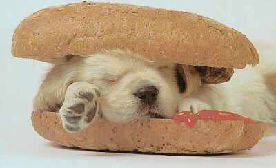 Hot-Dog