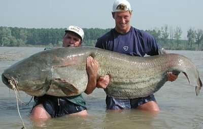 giantcatfish